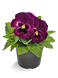 Виола Inspire DeluXXe F1 Rose Velour InspireDeluXXeRoseVelour фото 1