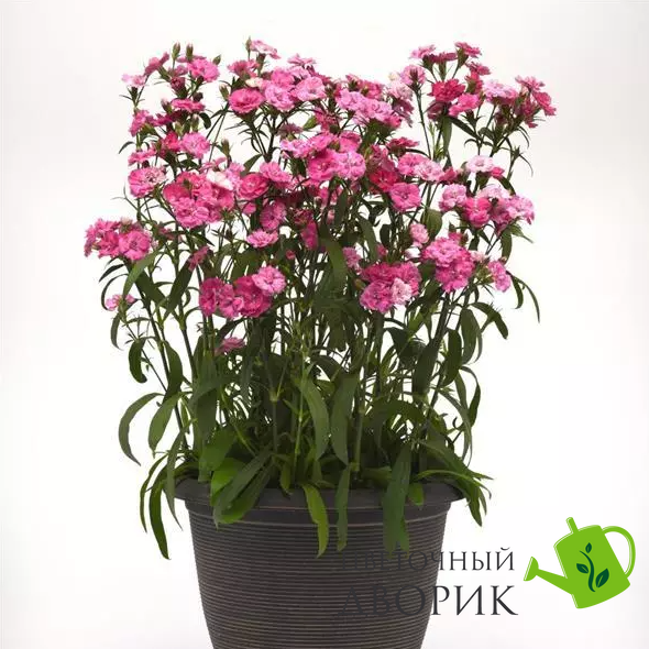 Гвоздика Dynasty Pink Magic pro-gvodynpinmagnew202-500 фото
