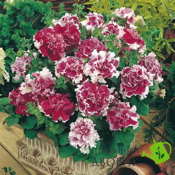 Петуния Pirouette F1 Rose PirouetteRose фото