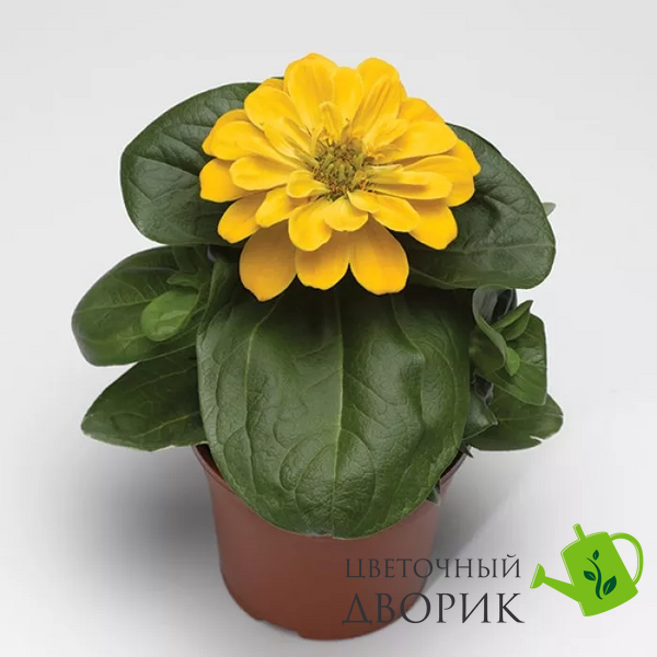 Цинния Magellan Yellow pro-cinmagyel-500 фото