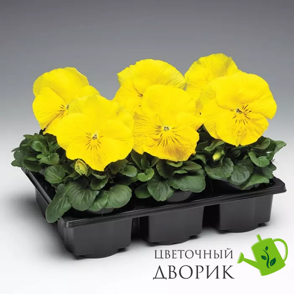 Вiола Colossus F1 Pure Golden Yellow pro- ColossusPGY-1000 фото