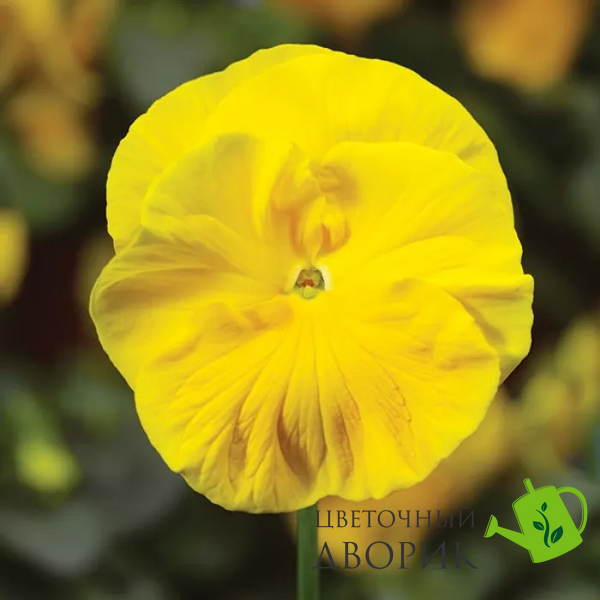 Вiола Colossus F1 Pure Golden Yellow pro- ColossusPGY-1000 фото