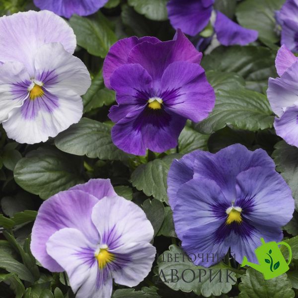 Виола Delta Pro Lavender Blue Shades pro-DeltaLavenderBlueSh-1000 фото