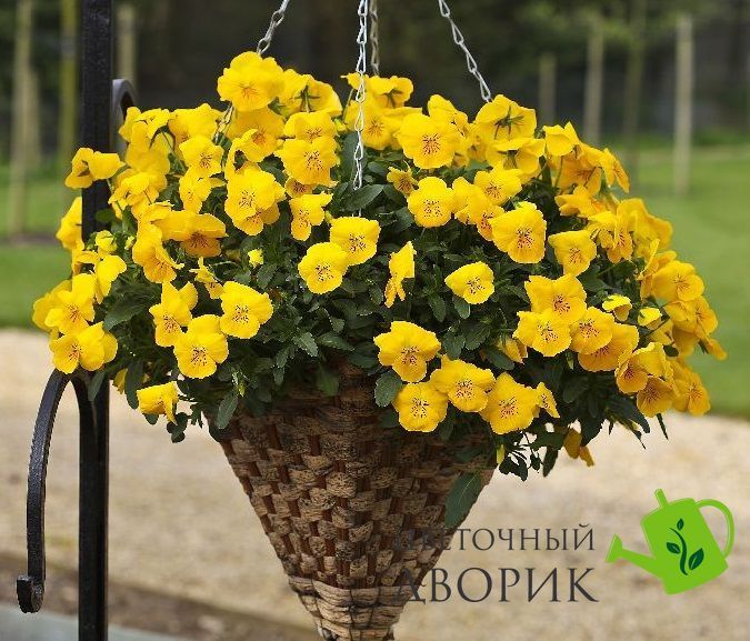 Віола Freefall F1 Golden Yellow pro-FreefallGOLDENYELLOW-1000seed фото