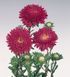 Астра Standy Carmine Red pro-aststacarred-500 фото 2