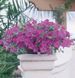 Петунія Wave F1 Lavender WaveLavender фото 1