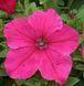 Петуния Prism F1 Bright Rose pro-petprif1briros-1000seed фото 2