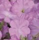 Петуния Celebrity F1 Lilac pro-CelebrityLilac-500s фото 2