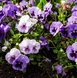 Вiола Delta Pro F1 Lavender Blue Shades pro-DeltaLBS -1000 фото 3