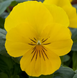 Віола Freefall F1 Golden Yellow pro-FreefallGOLDENYELLOW-1000seed фото 1