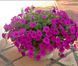 Петуния Garden Beauty F1 Purple  GardenBeautyPutple-5 фото 1
