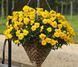 Віола Freefall F1 Golden Yellow pro-FreefallGOLDENYELLOW-1000seed фото 2