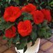 Бегония AmeriHybrid F1 Ruffled Scarlet Red AmerihybridRuffledScarletRed-5 фото 1