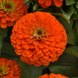 Циннія Zesty Orange pro-ZestyOrange-1000 фото 1