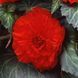 Бегония AmeriHybrid F1 Ruffled Scarlet Red AmerihybridRuffledScarletRed-5 фото 2