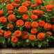Циннія Zesty Orange pro-ZestyOrange-1000 фото 3