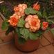 Бегонія AmeriHybrid F1 Picotee Sunburst pro-AmeriHybridPicoteeSunburst-500 фото 1