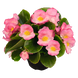 Бегония Sprint Plus F1 Pink pro-begsprpluf1pin-1000 фото 1