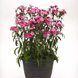 Гвоздика Dynasty Pink Magic pro-gvodynpinmagnew202-500 фото 2