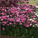 Гвоздика Dynasty Pink Magic pro-gvodynpinmagnew202-500 фото 3