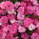 Гвоздика Dynasty Pink Magic pro-gvodynpinmagnew202-500 фото 1