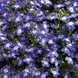 Лобелия Palace Blue with Eye PalaceBlueEye фото 1