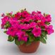 Петуния Prism F1 Bright Rose pro-petprif1briros-1000seed фото 1