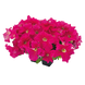 Петунiя Success!360 F1 Deep Pink pro-Success!360DeepPink-500s фото 1