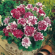 Петуния Pirouette F1 Rose PirouetteRose фото 2