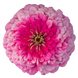 Циннія Benary's Giant Bright Pink pro-Benary'sGiantBrightPink-500 фото 1
