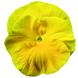 Вiола Colossus F1 Pure Golden Yellow pro- ColossusPGY-1000 фото 1