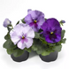 Вiола Delta Pro F1 Lavender Blue Shades pro-DeltaLBS -1000 фото 1