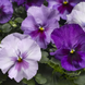Вiола Delta Pro F1 Lavender Blue Shades pro-DeltaLBS -1000 фото 2