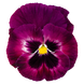 Виола Inspire DeluXXe F1 Rose Velour InspireDeluXXeRoseVelour фото 2