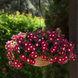 Винка Mediterranean XP Burgundy Halo pro-vinmedxpburhal-1000 фото 1