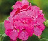 Пеларгонія Apache Deep Rose pro-pelapadeeros-1000 фото