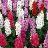 Матіола Column Formula Mix pro-matcolformix-5000 фото
