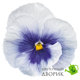 Виола Inspire Plus F1 Metallic blue Blotch InspirePlusMetallicblueBlotch фото