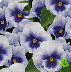 Виола Inspire Plus F1 Metallic blue Blotch InspirePlusMetallicblueBlotch фото
