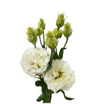 Эустома Alissa 3 White pro-alissa3White-1000 фото