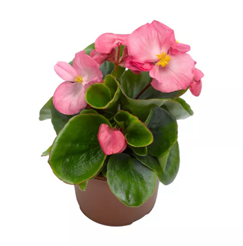 Бегонія Bada Bing Swift Rose New2027 pro-BadaBingSwiftRose-1000drdr фото