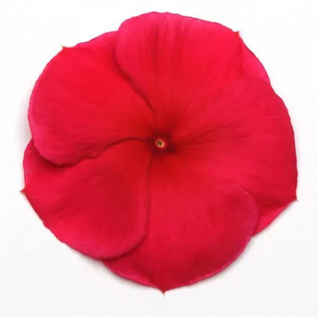 Вінка Pacifica Dark Red PacificaDarkRed фото