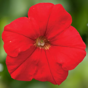 Петуния Picobella F1 Red pro-petpicf1red-1000dr фото