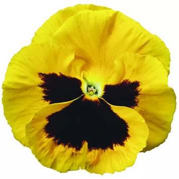 Виола Colossus F1 Yellow with Blotch  ColossusYellowwBI фото