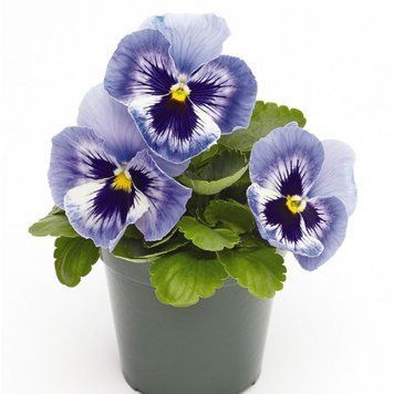 Вiола Inspire Plus F1 Marina pro-InspirePlusMarina-500 фото