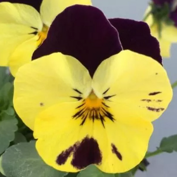 Віола рогатая Bel Viso Lemon Jump Up  pro-viorogbelvislemjumupnew202-1000seed фото