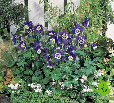Аквілегія Spring Magic Navy&White pro-akvsprmagnav-1000 фото