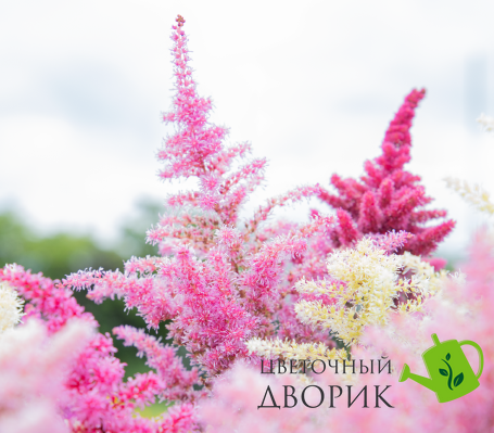Астильба Rhapsody pro-Rhapsody-1000 фото
