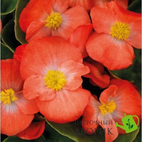 Бегонія Sprint Plus F1 Orange SprintPlusOrange фото