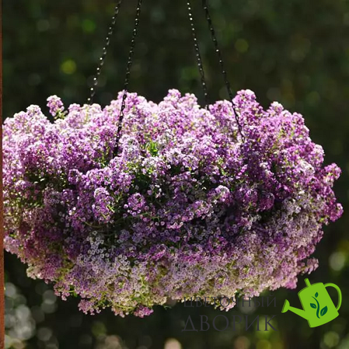 Алиссум Clear Crystal Lavender Shades ClearCrystalLavenderShades фото